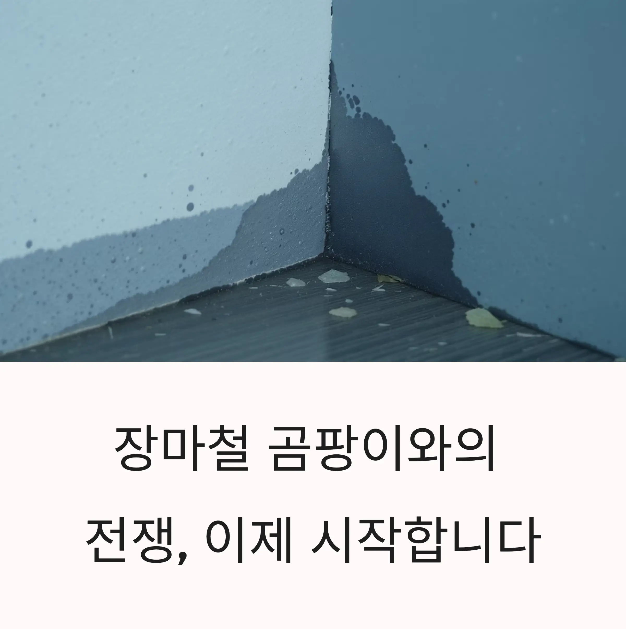 장마철 곰팡이 제거법