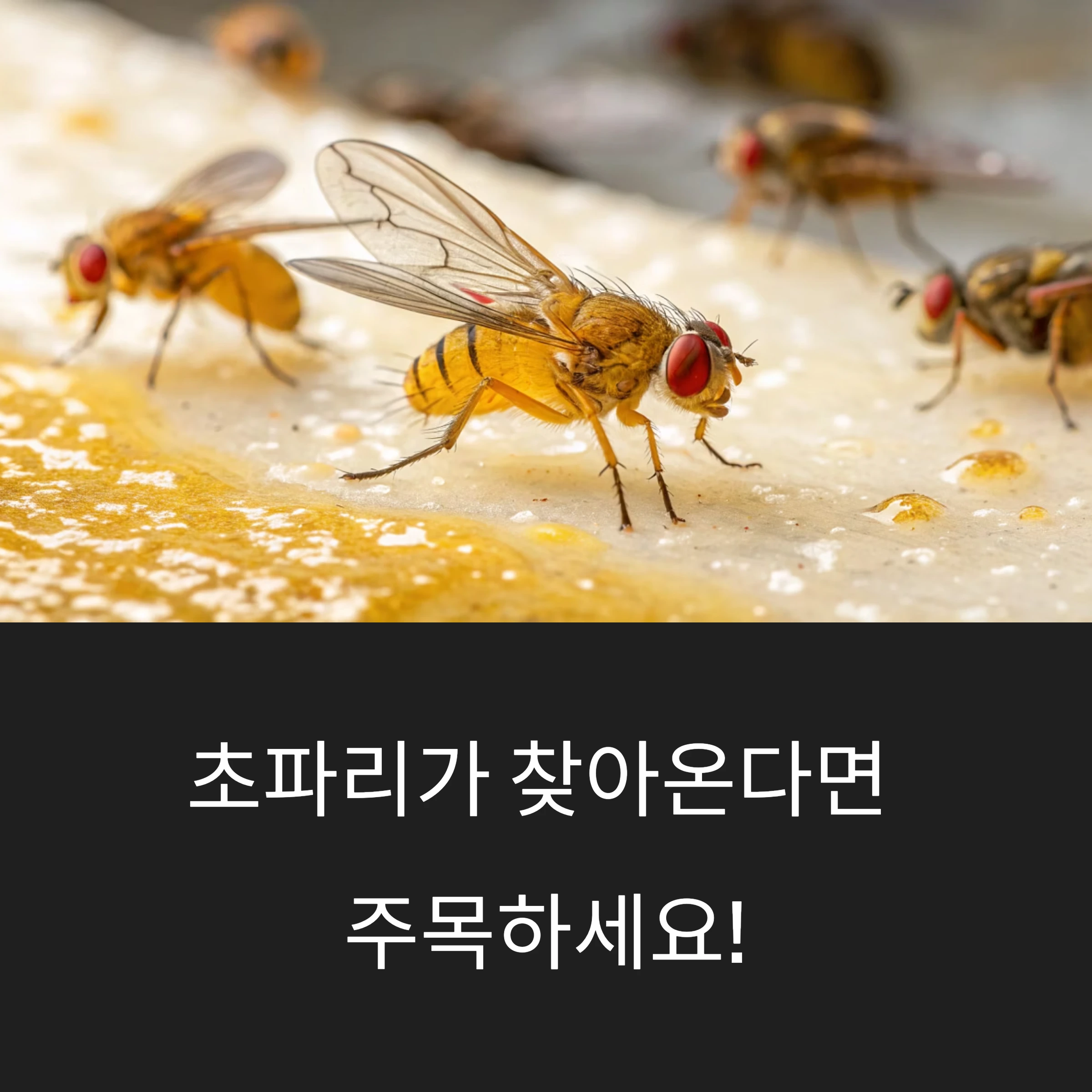 초파리 퇴치법